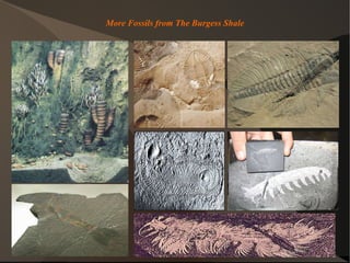 More Fossils from The Burgess Shale 