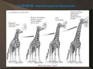 LAMARCK:   Inherited Acquired Characteristics 