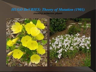 HUGO DeVRIES: Theory of Mutation (1901) evening primrose plants 