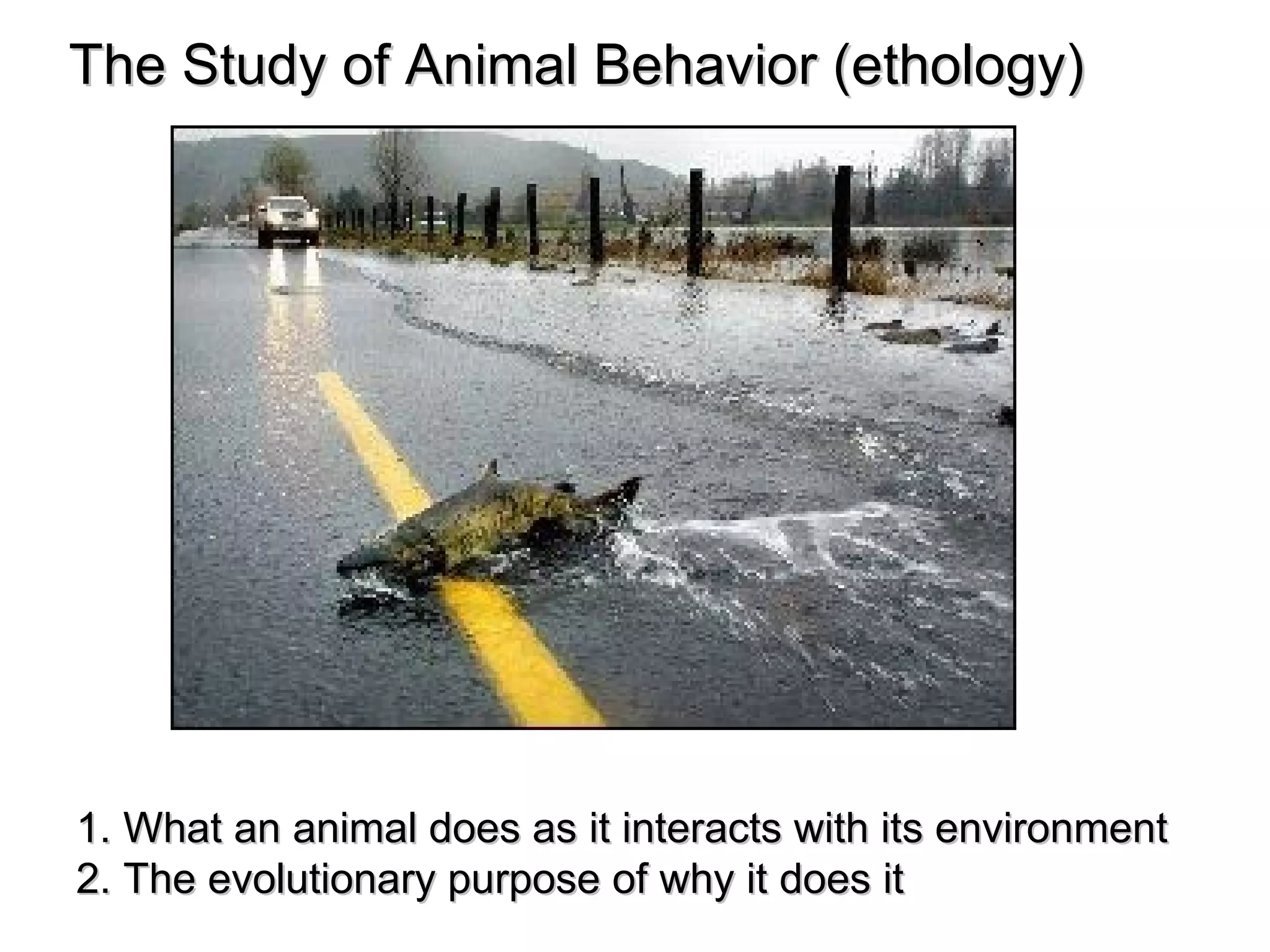 The Study of Animal Behavior (ethology) 1. What an animal does as it interacts with its environment 2. The evolutionary purpose of why it does it