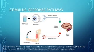 STIMULUS-RESPONSE PATHWAY
From: Bio, Ninja (Composer). (2020, January 24). Overview Of The Stimulus-Response Pathway [Web Photo].
Retrieved January 23, 2020, from https://ib.bioninja.com.au/_Media/stimulus-response_med.jpeg
 