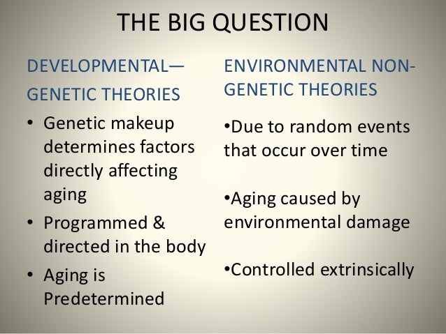 what are the different theories of aging in psychology