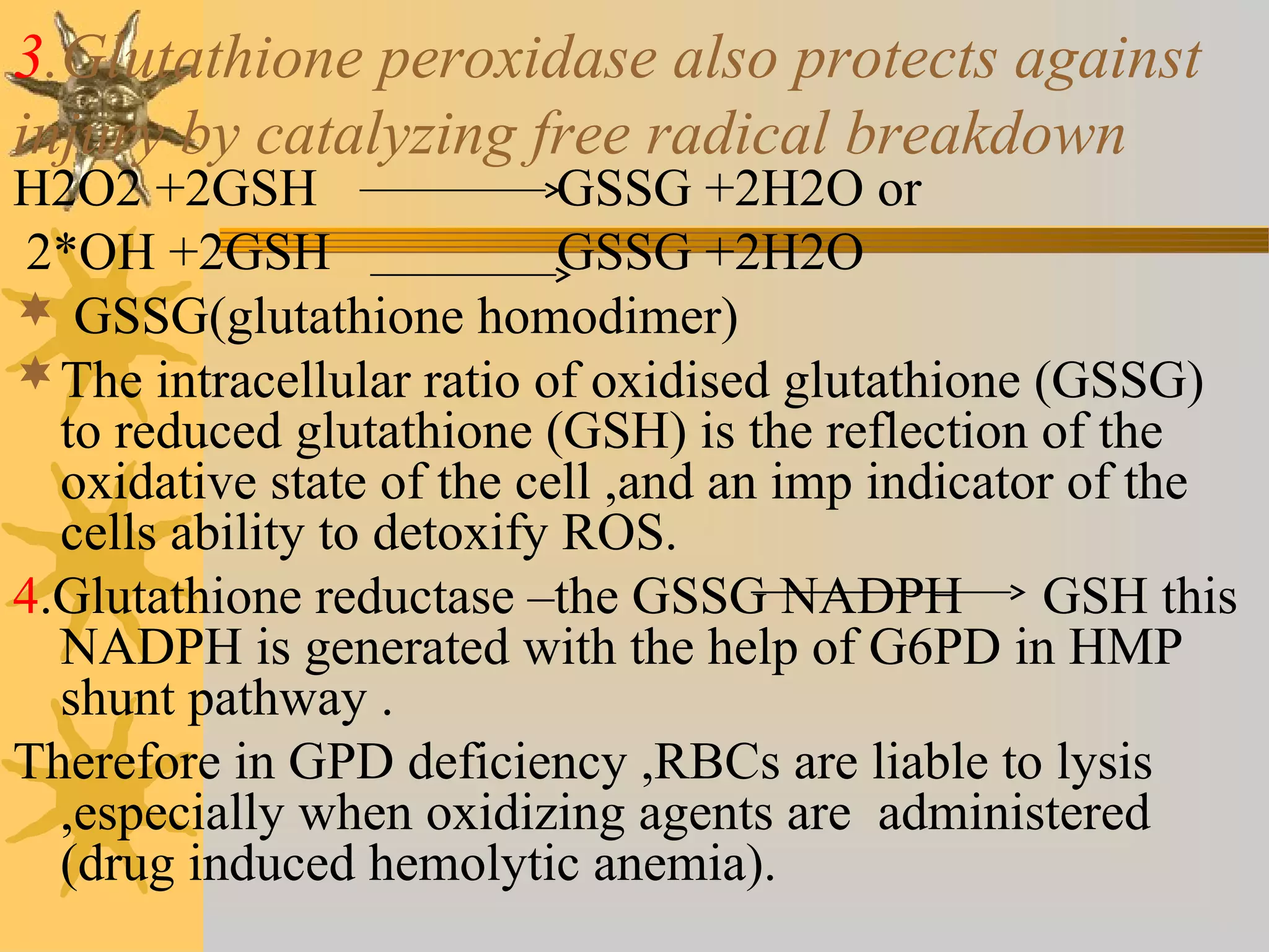 3.Glutathione peroxidase also protects against
injury by catalyzing free radical breakdown
H2O2 +2GSH GSSG +2H2O or
2*OH +2GSH GSSG +2H2O
 GSSG(glutathione homodimer)
The intracellular ratio of oxidised glutathione (GSSG)
to reduced glutathione (GSH) is the reflection of the
oxidative state of the cell ,and an imp indicator of the
cells ability to detoxify ROS.
4.Glutathione reductase –the GSSG NADPH GSH this
NADPH is generated with the help of G6PD in HMP
shunt pathway .
Therefore in GPD deficiency ,RBCs are liable to lysis
,especially when oxidizing agents are administered
(drug induced hemolytic anemia).
 