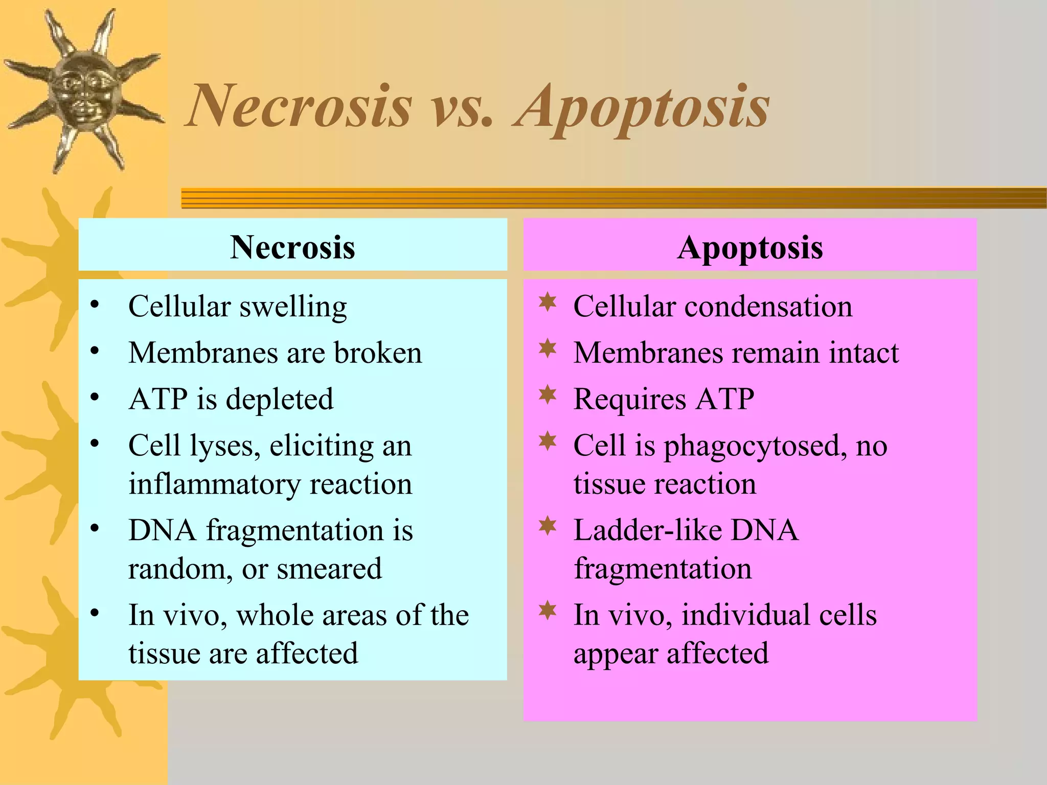 Necrosis vs. Apoptosis
 Cellular condensation
 Membranes remain intact
 Requires ATP
 Cell is phagocytosed, no
tissue reaction
 Ladder-like DNA
fragmentation
 In vivo, individual cells
appear affected
• Cellular swelling
• Membranes are broken
• ATP is depleted
• Cell lyses, eliciting an
inflammatory reaction
• DNA fragmentation is
random, or smeared
• In vivo, whole areas of the
tissue are affected
Necrosis Apoptosis
 