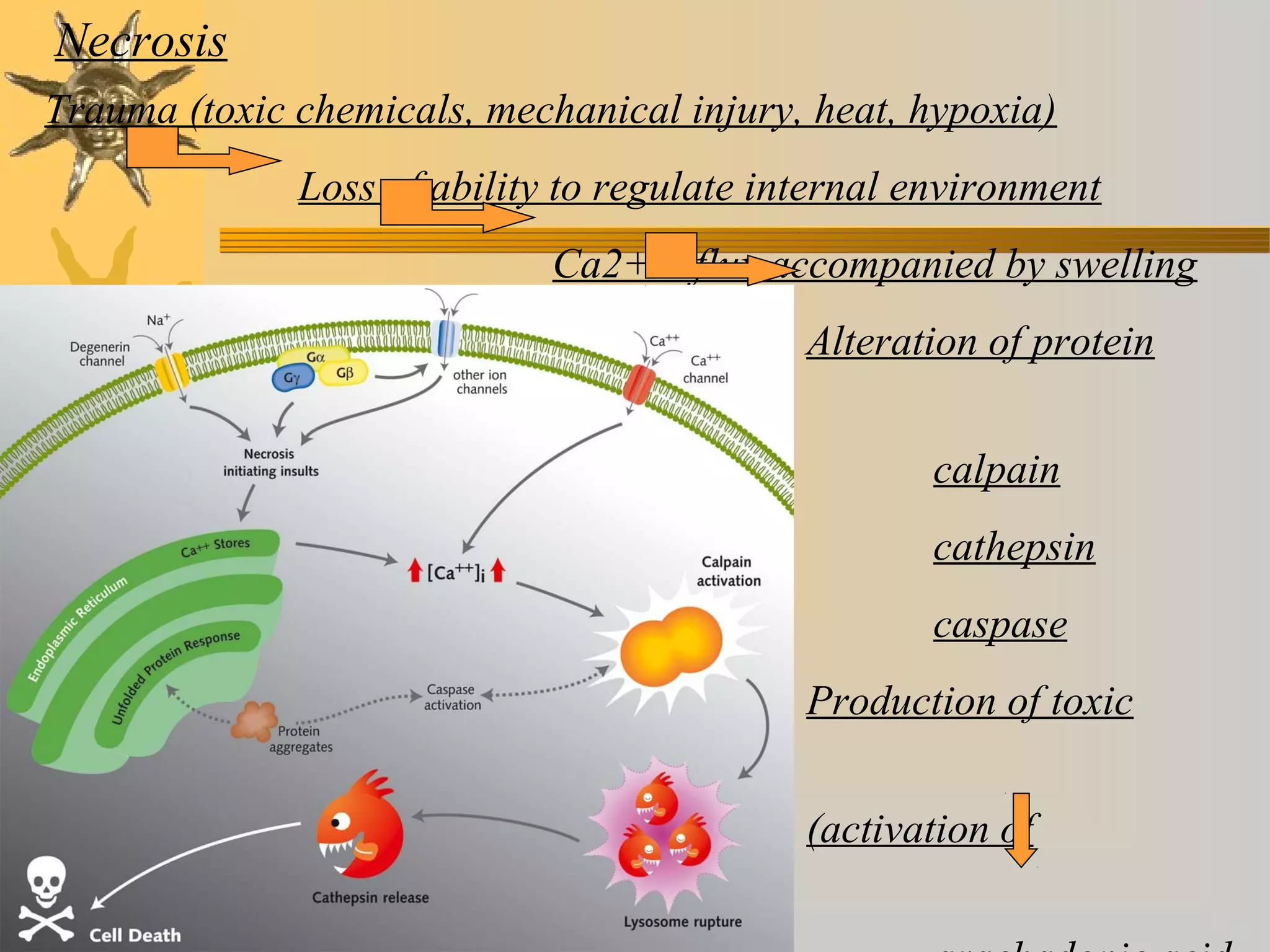 Necrosis
Trauma (toxic chemicals, mechanical injury, heat, hypoxia)
Loss of ability to regulate internal environment
Ca2+ influx accompanied by swelling
Alteration of protein
activity
calpain
cathepsin
caspase
Production of toxic
compounds
(activation of
cyclooxygenases)
 