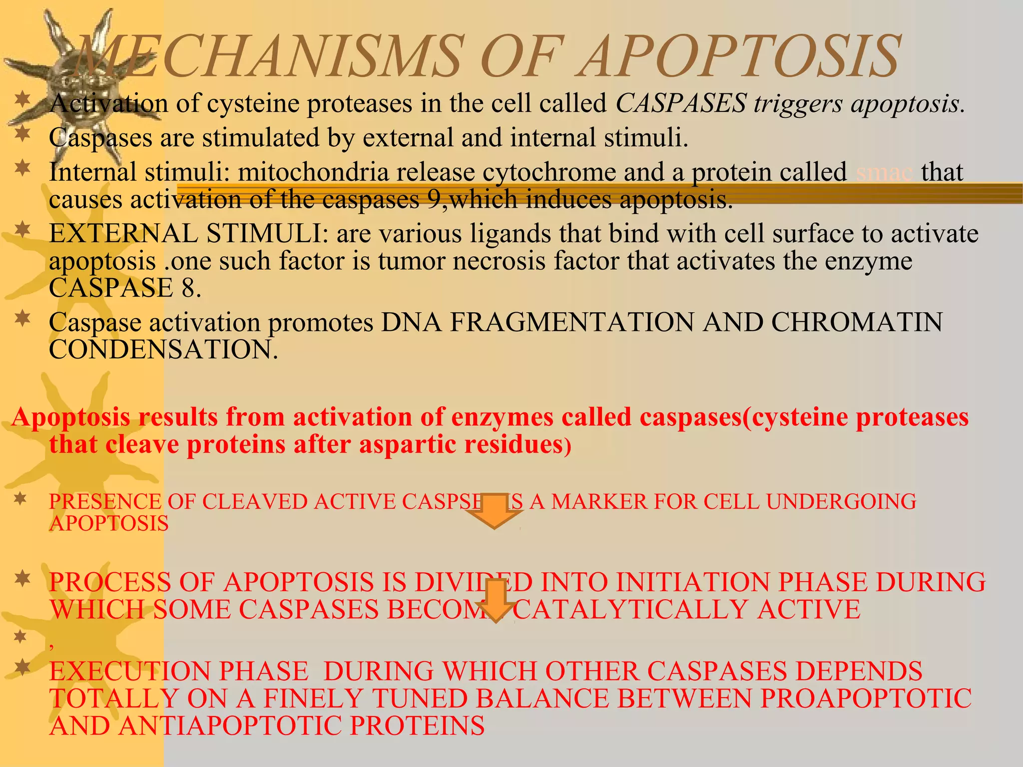 MECHANISMS OF APOPTOSIS
 Activation of cysteine proteases in the cell called CASPASES triggers apoptosis.
 Caspases are stimulated by external and internal stimuli.
 Internal stimuli: mitochondria release cytochrome and a protein called smac that
causes activation of the caspases 9,which induces apoptosis.
 EXTERNAL STIMULI: are various ligands that bind with cell surface to activate
apoptosis .one such factor is tumor necrosis factor that activates the enzyme
CASPASE 8.
 Caspase activation promotes DNA FRAGMENTATION AND CHROMATIN
CONDENSATION.
Apoptosis results from activation of enzymes called caspases(cysteine proteases
that cleave proteins after aspartic residues)
 PRESENCE OF CLEAVED ACTIVE CASPSES IS A MARKER FOR CELL UNDERGOING
APOPTOSIS
 PROCESS OF APOPTOSIS IS DIVIDED INTO INITIATION PHASE DURING
WHICH SOME CASPASES BECOME CATALYTICALLY ACTIVE
 ,
 EXECUTION PHASE DURING WHICH OTHER CASPASES DEPENDS
TOTALLY ON A FINELY TUNED BALANCE BETWEEN PROAPOPTOTIC
AND ANTIAPOPTOTIC PROTEINS
 