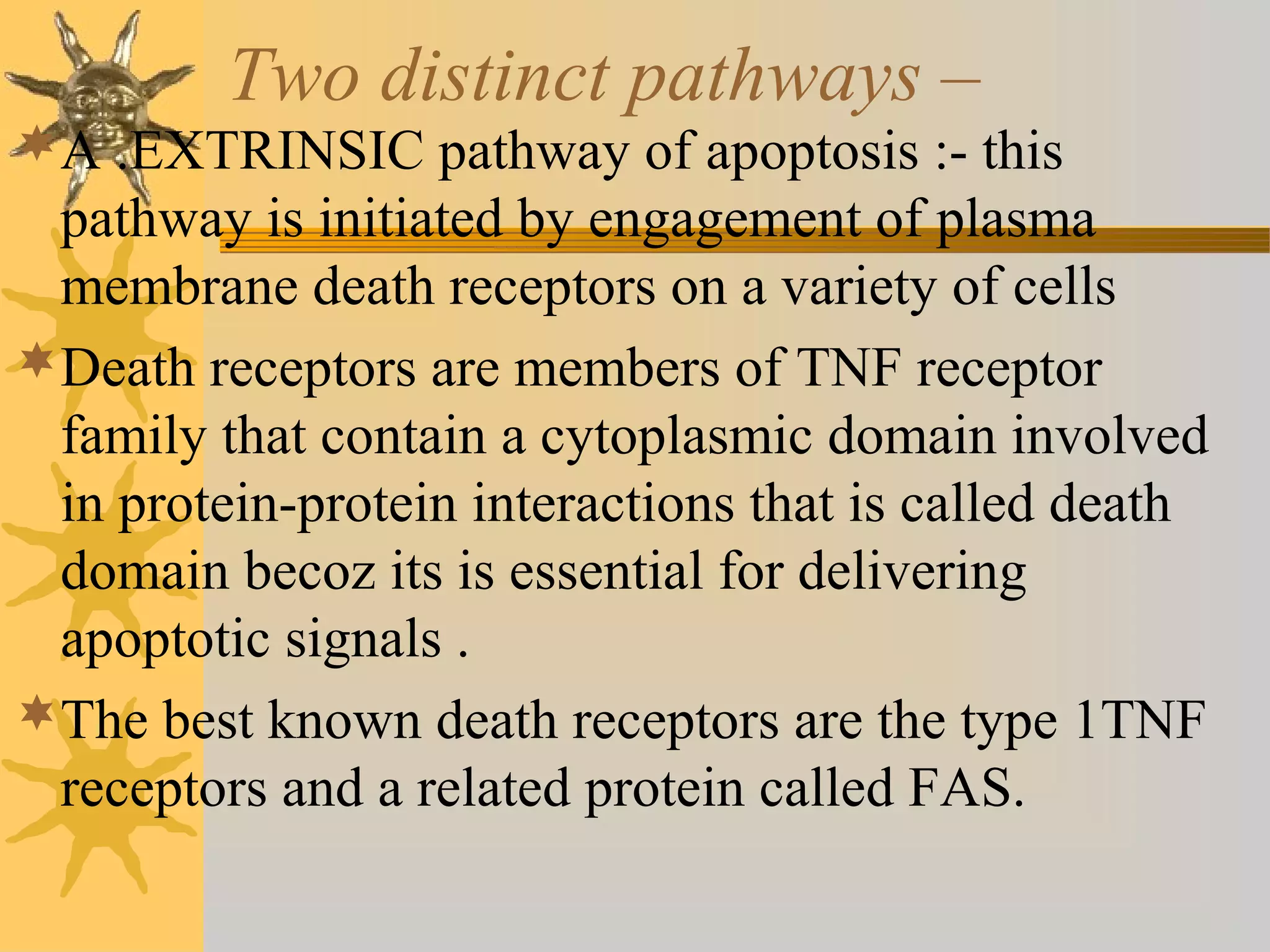 Two distinct pathways –
A .EXTRINSIC pathway of apoptosis :- this
pathway is initiated by engagement of plasma
membrane death receptors on a variety of cells
Death receptors are members of TNF receptor
family that contain a cytoplasmic domain involved
in protein-protein interactions that is called death
domain becoz its is essential for delivering
apoptotic signals .
The best known death receptors are the type 1TNF
receptors and a related protein called FAS.
 