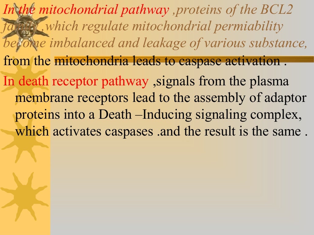 the three main theories of aging include the three main theories of aging include