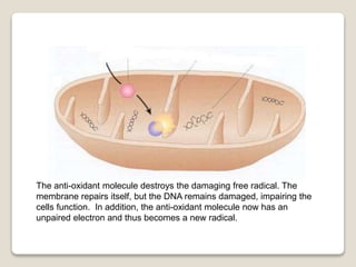 Theories of aging | PPTX