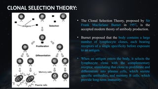 CLONAL SELECTION THEORY:
• The Clonal Selection Theory, proposed by Sir
Frank Macfarlane Burnet in 1957, is the
accepted modern theory of antibody production.
• Burnet proposed that the body contains a large
number of lymphocyte clones, each bearing
receptors of a single specificity before exposure
to an antigen.
• When an antigen enters the body, it selects the
lymphocyte clone with the complementary
receptor, stimulating that clone to proliferate and
differentiate into plasma cells, which secrete
specific antibodies, and memory B cells, which
provide long-term immunity.
 