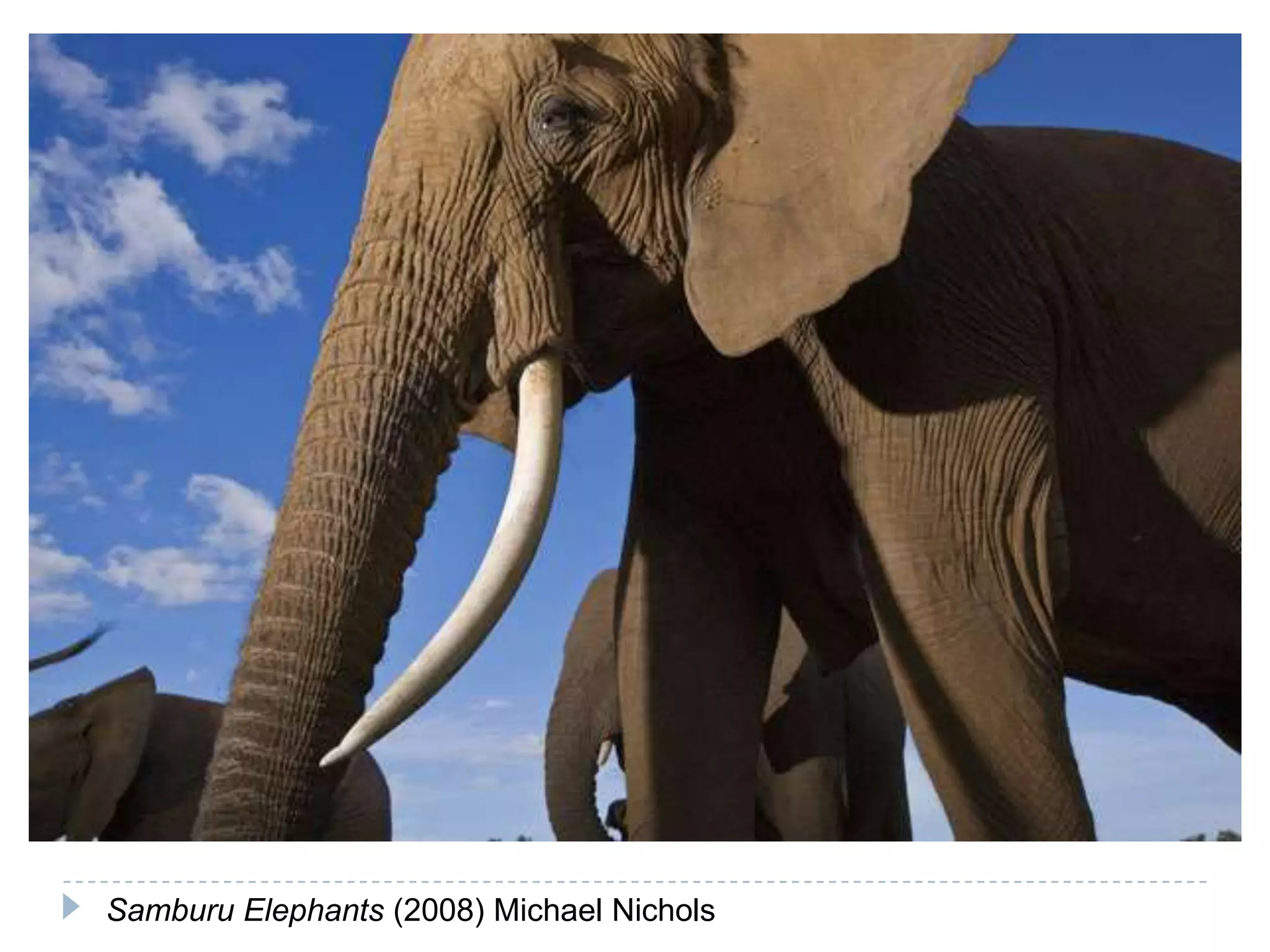 Samburu Elephants (2008) Michael Nichols
 