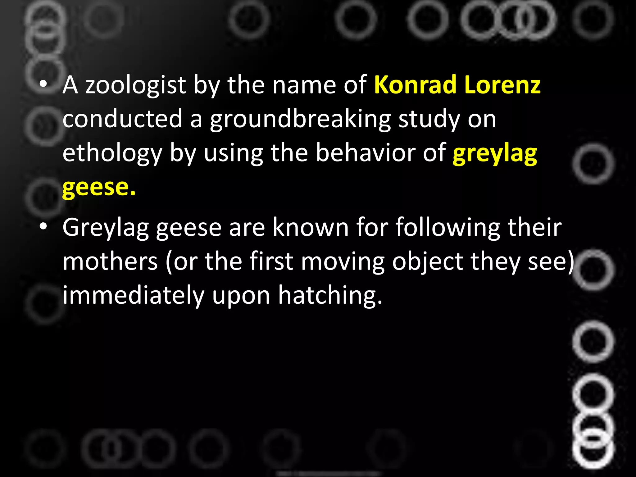 • A zoologist by the name of Konrad Lorenz
conducted a groundbreaking study on
ethology by using the behavior of greylag
geese.
• Greylag geese are known for following their
mothers (or the first moving object they see)
immediately upon hatching.
 