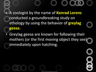 • A zoologist by the name of Konrad Lorenz
conducted a groundbreaking study on
ethology by using the behavior of greylag
geese.
• Greylag geese are known for following their
mothers (or the first moving object they see)
immediately upon hatching.
 