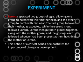EXPERIMENT
• Lorenz separated two groups of eggs, allowing one
group to hatch with their mother near, and the other
group to hatch with him near. The first group followed
their mother, as expected, while the second group
followed Lorenz. Lorenz then put both groups together,
along with the mother goose, and the goslings each
followed whoever had been present at their hatching;
the mother or Lorenz.
• This notion of a critical period demonstrates the
importance of biology in development.
 
