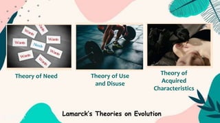 Lamarck’s Theories on Evolution
Theory of Need Theory of Use
and Disuse
Theory of
Acquired
Characteristics
 
