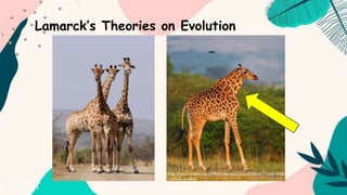 Lamarck’s Theories on Evolution
 