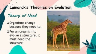 Lamarck’s Theories on Evolution
Organisms change
because they need to.
For an organism to
evolve a structure, it
must need the
structure
Theory of Need
 