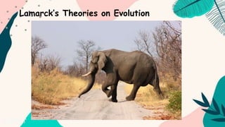 Lamarck’s Theories on Evolution
 