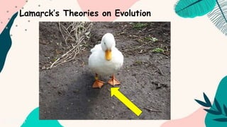 Lamarck’s Theories on Evolution
 