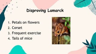 1. Petals on flowers
2. Corset
3. Frequent exercise
4. Tails of mice
Disproving Lamarck
 