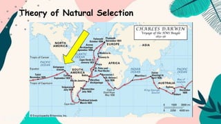 Theory of Natural Selection
 