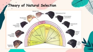 Theory of Natural Selection
 