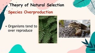  Organisms tend to
over reproduce
Theory of Natural Selection
Species Overproduction
 