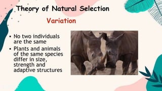  No two individuals
are the same
 Plants and animals
of the same species
differ in size,
strength and
adaptive structures
Theory of Natural Selection
Variation
 
