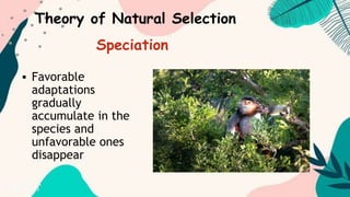  Favorable
adaptations
gradually
accumulate in the
species and
unfavorable ones
disappear
Theory of Natural Selection
Speciation
 