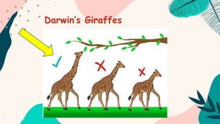 Darwin’s Giraffes
 
