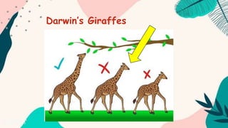 Darwin’s Giraffes
 