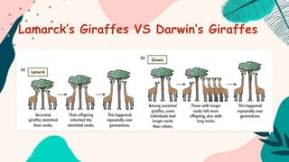 Lamarck’s Giraffes VS Darwin’s Giraffes
 