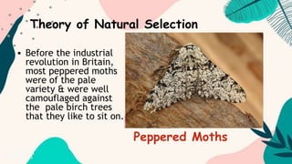  Before the industrial
revolution in Britain,
most peppered moths
were of the pale
variety & were well
camouflaged against
the pale birch trees
that they like to sit on.
Theory of Natural Selection
Peppered Moths
 