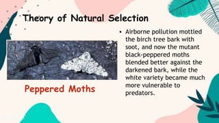  Airborne pollution mottled
the birch tree bark with
soot, and now the mutant
black-peppered moths
blended better against the
darkened bark, while the
white variety became much
more vulnerable to
predators.
Theory of Natural Selection
Peppered Moths
 