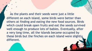 As the plants and their seeds were just a little
different on each island, some birds were better than
others at finding and eating the new food sources. Birds
which could break open fruits and eat the seeds survived
well enough to produce lots of babies. Eventually, after
a very long time, all the islands became occupied by
these birds but the finches on each island were slightly
different.
 