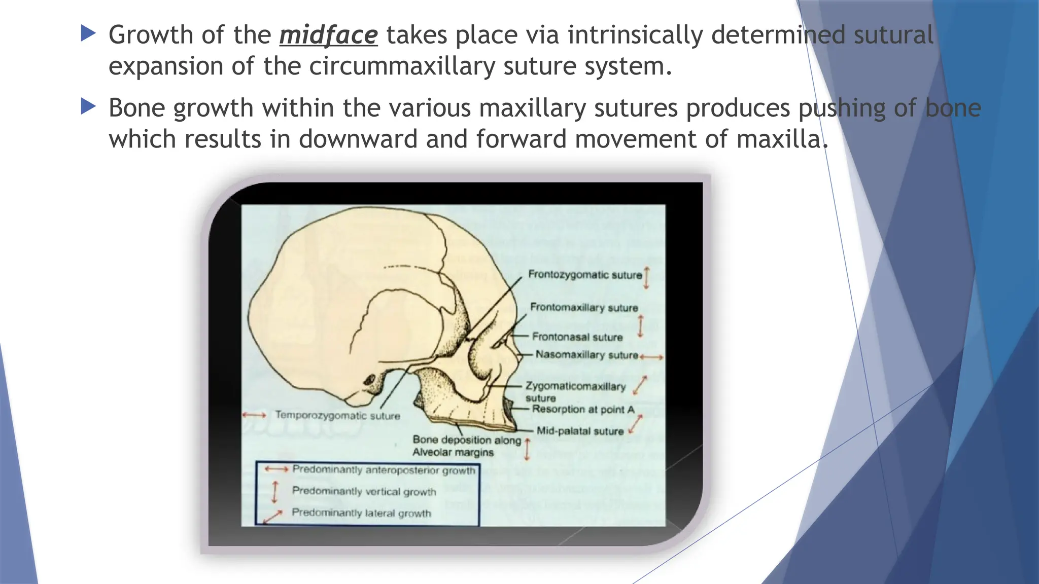 THEORIES OF GROWTH IN ORTHODONTICS AND DENTOFACIAL ORTHOPEDICS | PPT