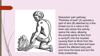 Theories of pain.pptx