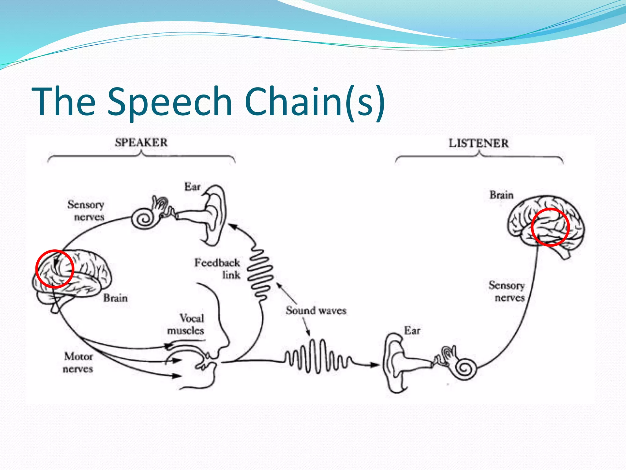 The Speech Chain(s) 
 