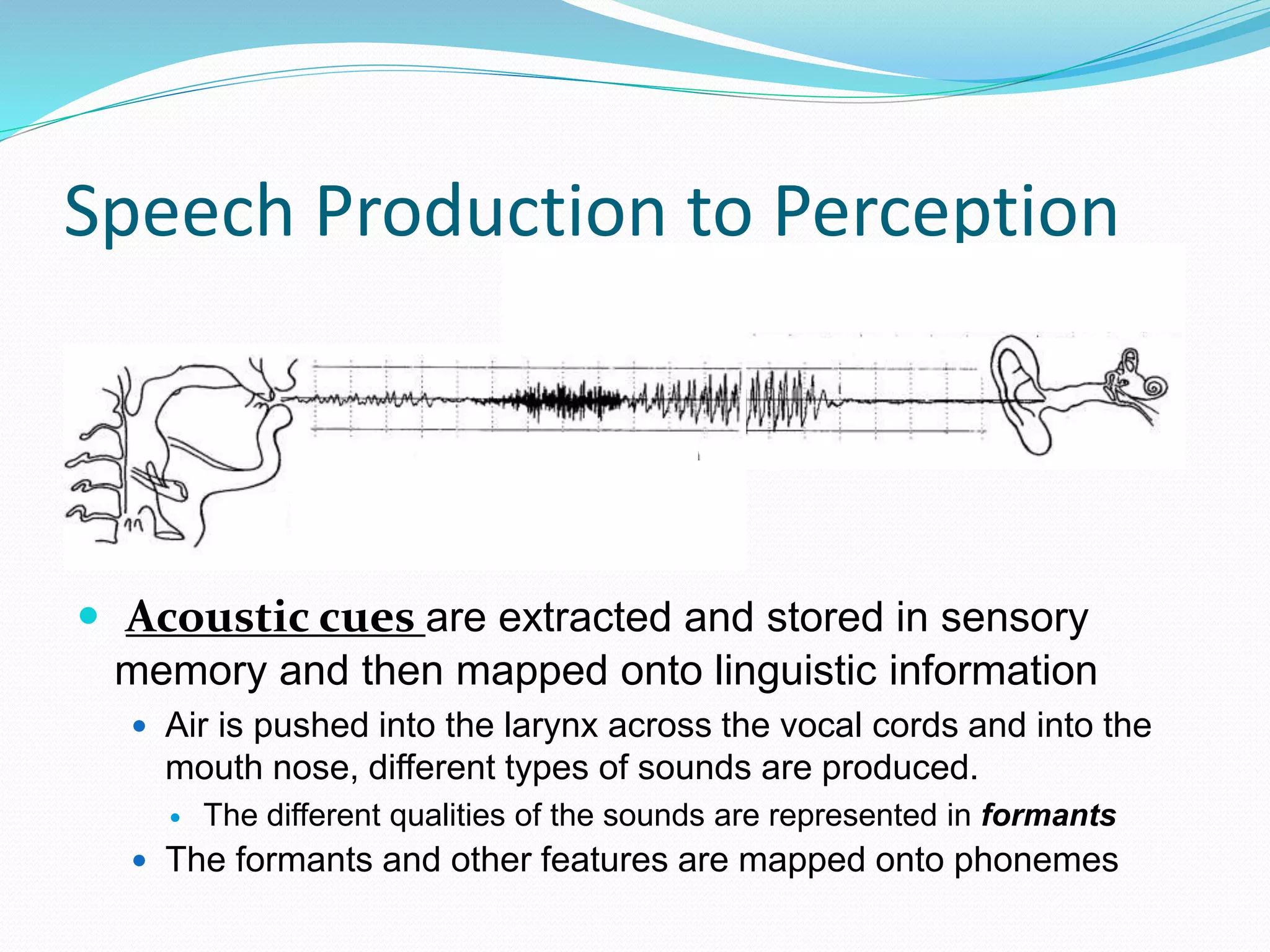 Speech Production to Perception 
 Acoustic cues are extracted and stored in sensory 
memory and then mapped onto linguistic information 
 Air is pushed into the larynx across the vocal cords and into the 
mouth nose, different types of sounds are produced. 
 The different qualities of the sounds are represented in formants 
 The formants and other features are mapped onto phonemes 
 