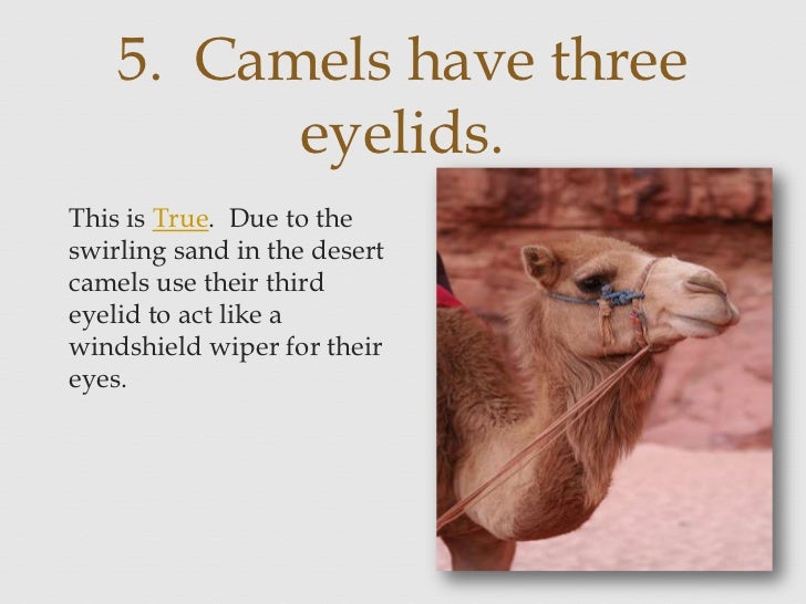 of natural 5 selection parts cap facts retired The 10 original snapple of natural 5 selection parts cap facts retired The 10 original snapple