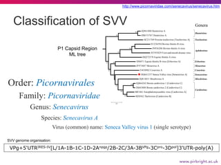 Order: Picornavirales
Family: Picornaviridae
Genus: Senecavirus
Species: Senecavirus A
Virus (common) name: Seneca Valley ...
