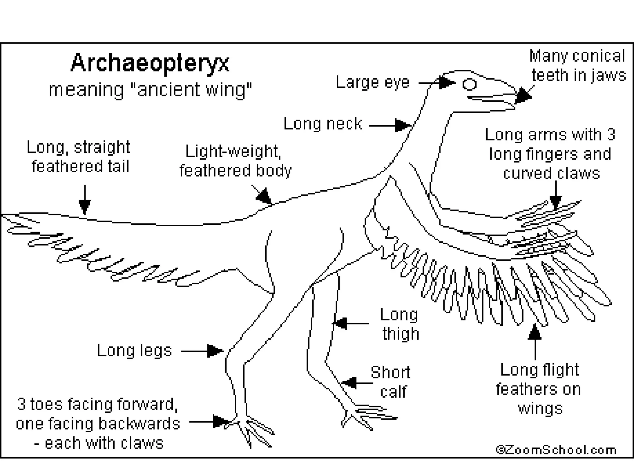 The Origin of Birds. Origin, classification and anatomy | PPT