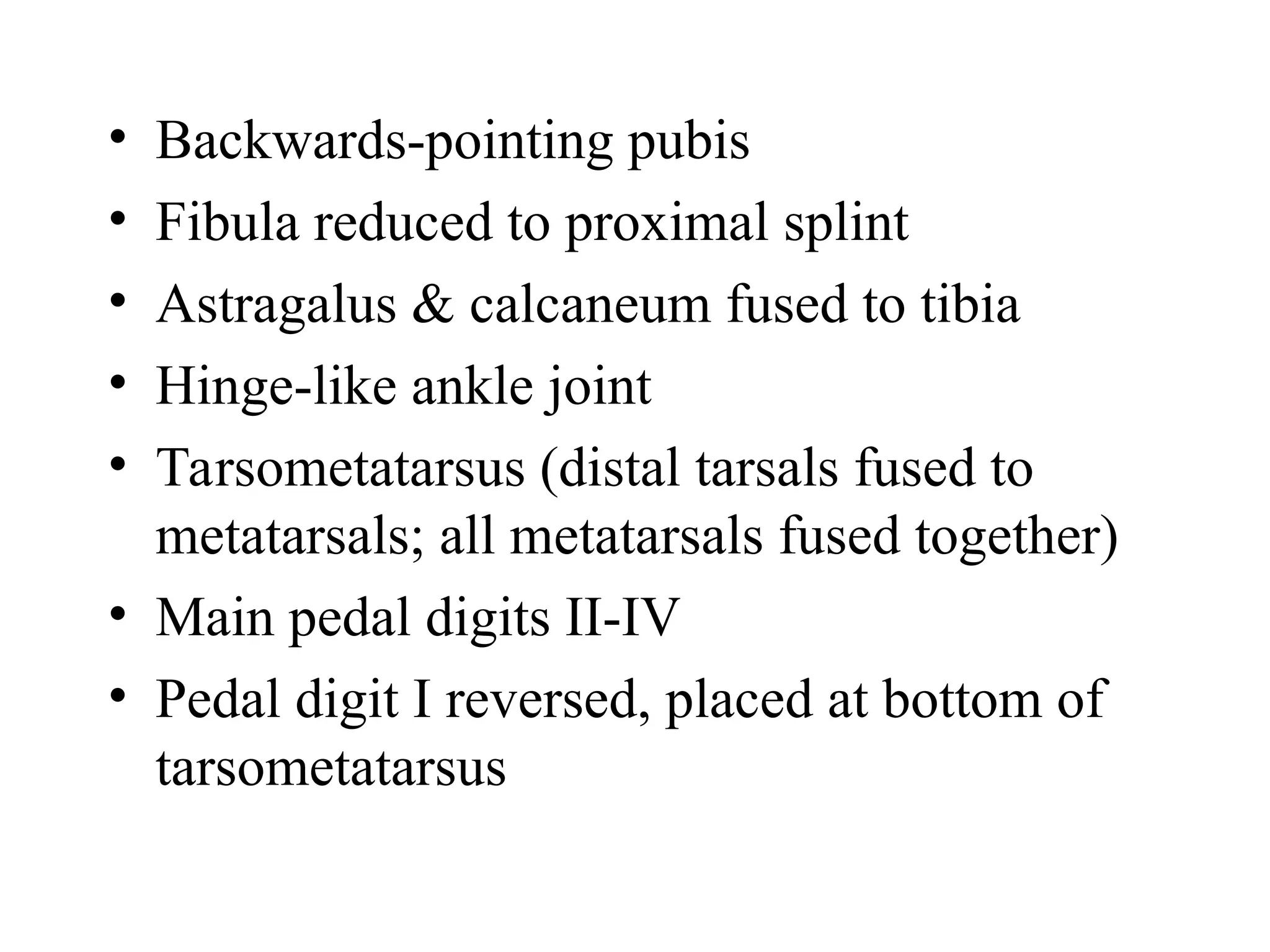 The Origin of Birds. Origin, classification and anatomy | PPT
