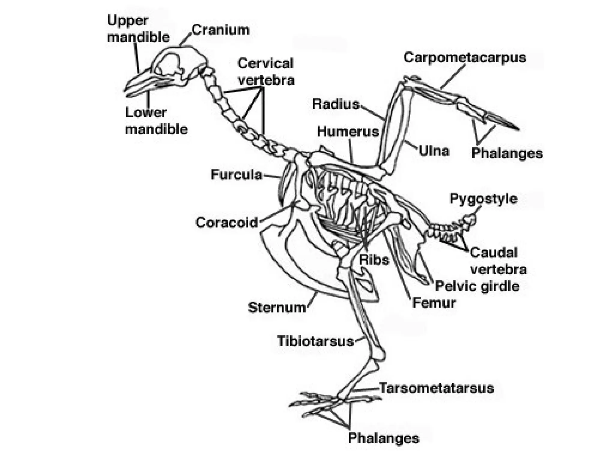 The Origin of Birds. Origin, classification and anatomy | PPT