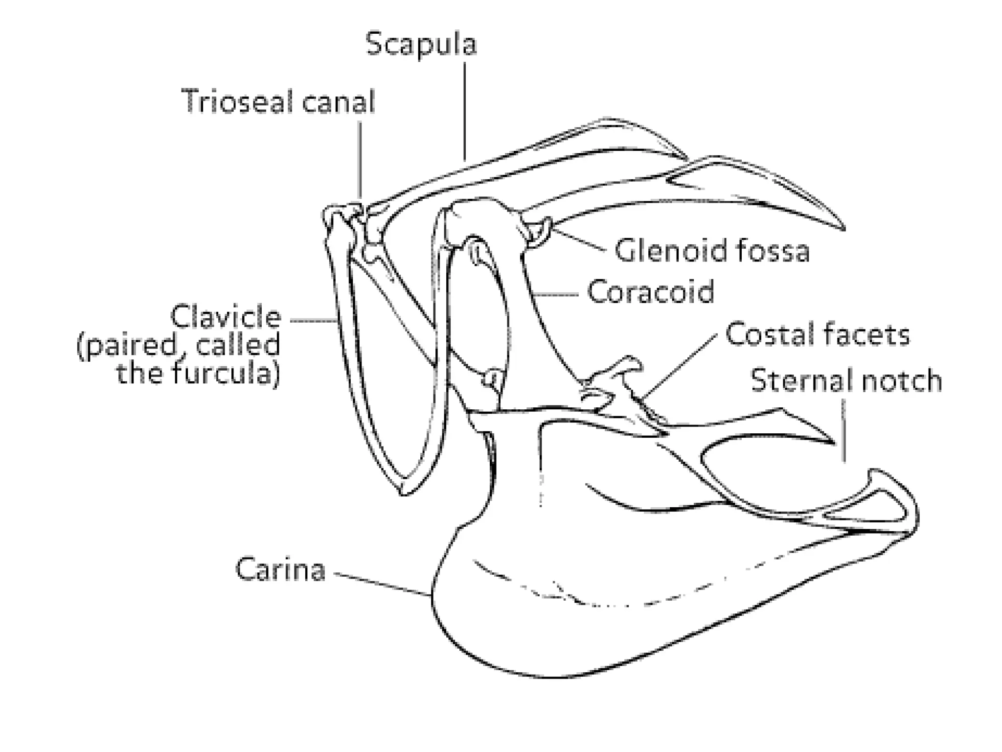 The Origin of Birds. Origin, classification and anatomy | PPT