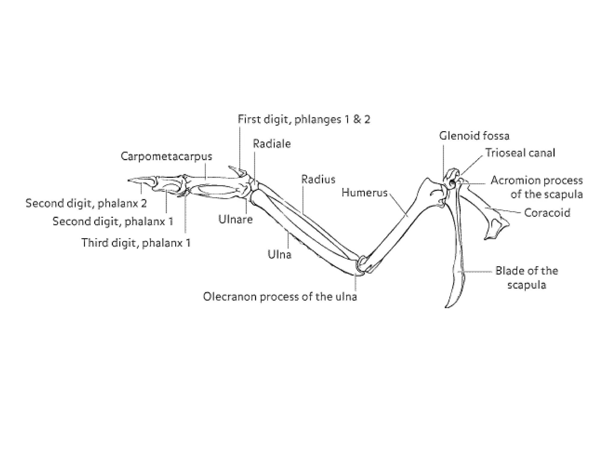 The Origin of Birds. Origin, classification and anatomy | PPT