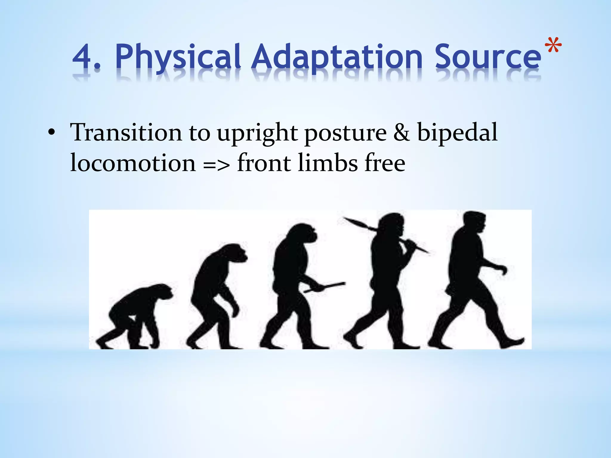*4. Physical Adaptation Source
• Transition to upright posture & bipedal
locomotion => front limbs free
 