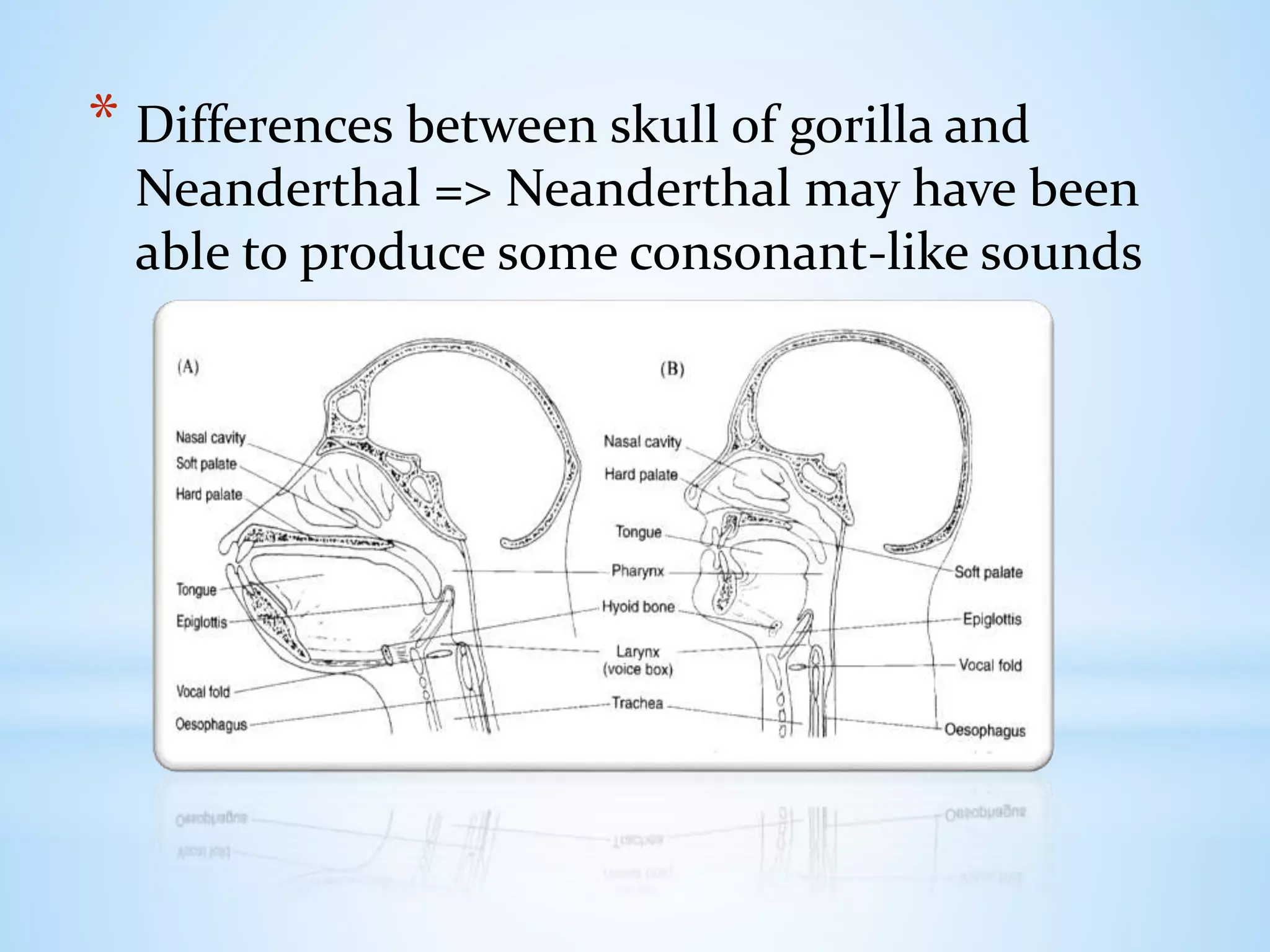 * Differences between skull of gorilla and
Neanderthal => Neanderthal may have been
able to produce some consonant-like sounds
 