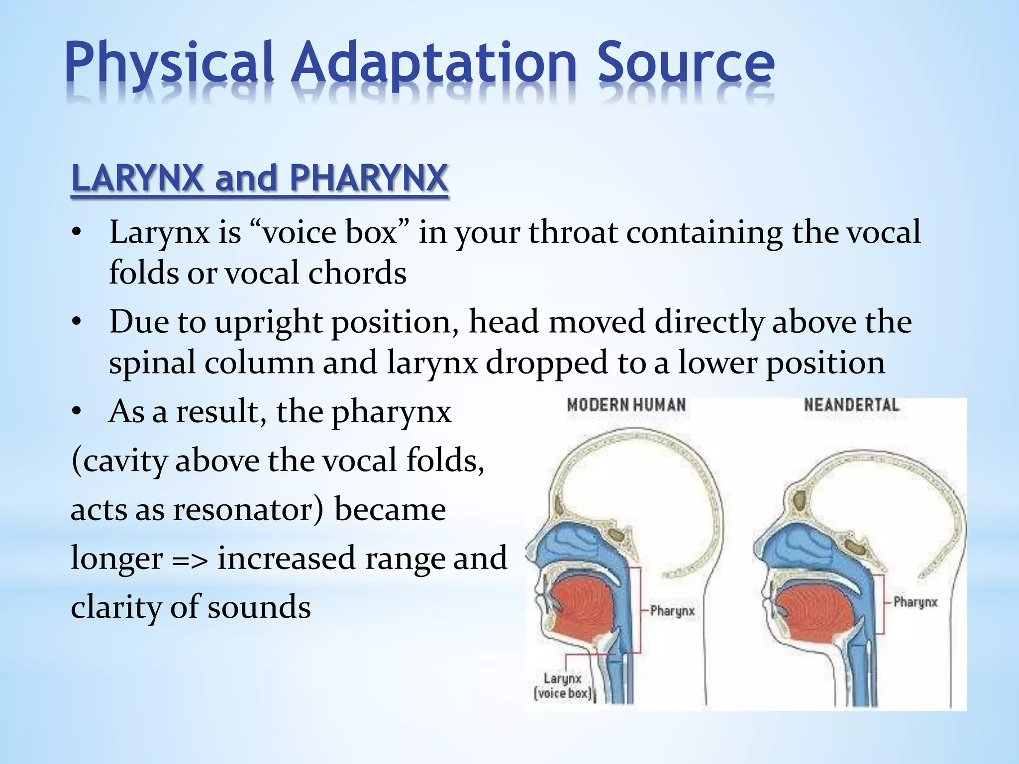 Physical Adaptation Source
LARYNX and PHARYNX
• Larynx is “voice box” in your throat containing the vocal
folds or vocal chords
• Due to upright position, head moved directly above the
spinal column and larynx dropped to a lower position
• As a result, the pharynx
(cavity above the vocal folds,
acts as resonator) became
longer => increased range and
clarity of sounds
 