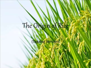 The Origin of Rice
(Tagalog Version)
 
